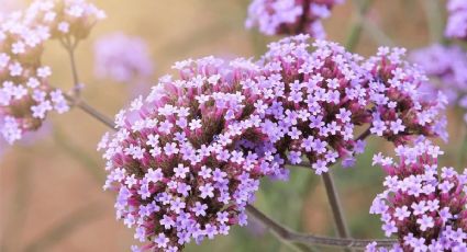 Guía para plantar y cuidar tu verbena: añade color y aroma a tu jardín