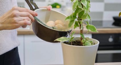 El secreto de los jardineros expertos: usa el agua de huevo duro para nutrir tus plantas