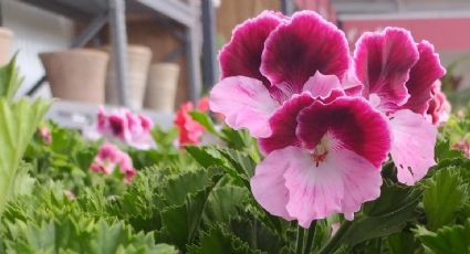 Consejos infalibles para lograr una explosión de flores en tus geranios en poco tiempo