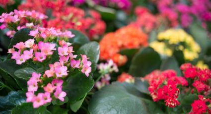 Consigue una floración abundante en tu kalanchoe con este sencillo fertilizante casero de fósforo