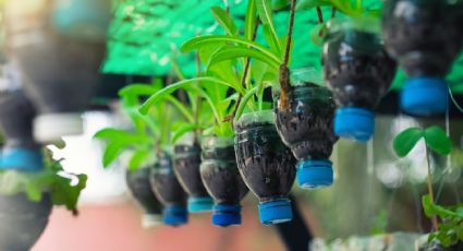 ¡Manos a la obra! No tires las botellas plásticas, haz un techo para cuidar tus plantas