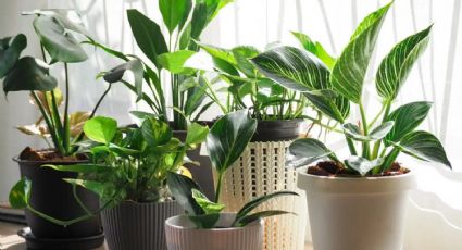 Libera tu hogar de malas energías con estas plantas: una limpieza energética poderosa