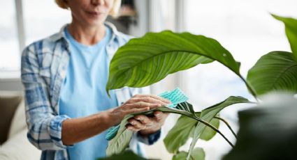 Mantén tus plantas relucientes: cómo limpiar sus hojas con ingredientes comunes