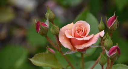 Las plantas recomendadas por los jardineros para lugares con altas temperaturas: vas a amarlas