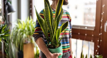 Feng Shui y prosperidad: cómo atraer la buena suerte con la lengua de suegra