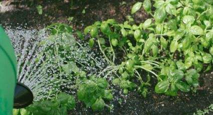 Revive tus plantas al instante: el poder oculto detrás de un pequeño chorrito de esta bebida