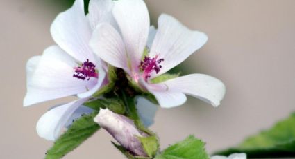 El poder dulce de la naturaleza: explorando los secretos de la planta malvavisco