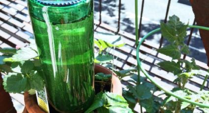 Si estarás fuera de casa no tires las botellas de vino: solución para el riego de tus plantas