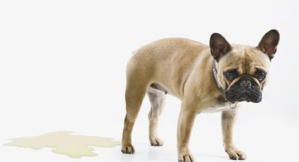 Evita el cloro: métodos efectivos para limpiar la orina de tu perro en casa