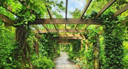 Flores en ascenso: cómo cuidar las plantas trepadoras en tu jardín