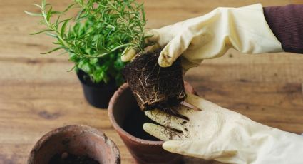 Consejo de jardinería: el ingrediente de cocina que hará crecer tu romero más sano