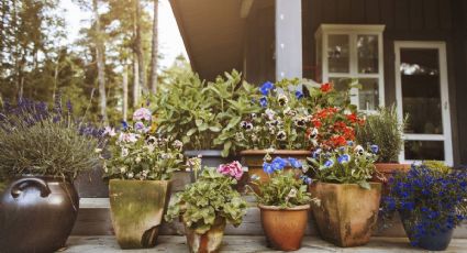 Cultivando la calma: conoce la jardinería lenta y su impacto en el bienestar de las plantas