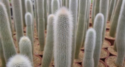 Delicada resiliencia: el cactus de flores rojas, una joya botánica que brilla sin demasiado esfuerzo