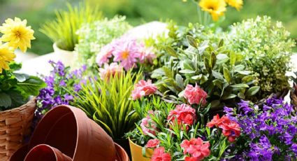 3 plantas con flores que crecen al sol y necesitan pocos cuidados: recomendadas para principiantes