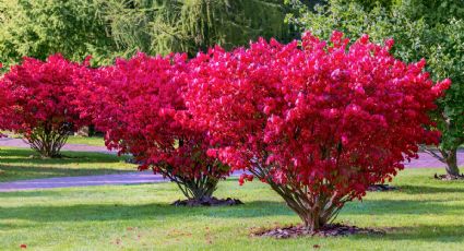 Las plantas que recomiendan los jardineros para embellecer las banquetas sin romperlas