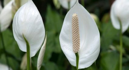 Haz que tu cuna de Moisés, la planta más mexicana de todas, florezca en verano con este ingrediente