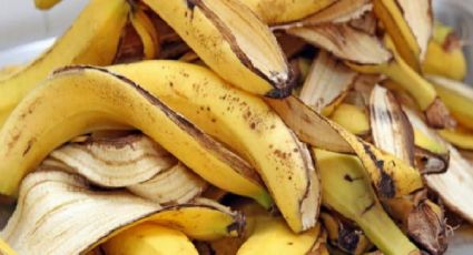 Todos hablan de la cáscara de banana para las plantas: revisión de los expertos en jardinería