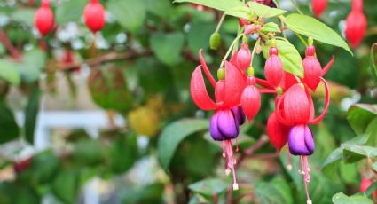 Elegancia en el jardín y colibríes: la planta fucsia que recomiendan los jardineros si quieres color