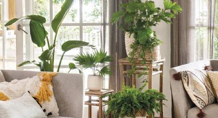 Las plantas que traen fortuna gracias al poder del sol: 5 plantas que debes tener en casa en el verano