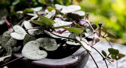 La planta amorosa ideal para cualquier espacio de tu hogar: conoce el collar de corazones