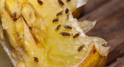 Trucos de limpieza caseros para acabar con las fastidiosas mosquitas de la fruta