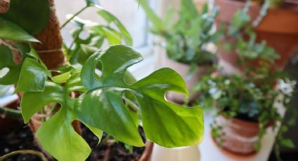 ¿Cambiaste el tubo de la cortina de la ducha? No lo tires, haz este práctico tutor para tus plantas