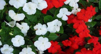 3 plantas con flores que prosperan sin luz: avaladas por los jardineros para embellecer el balcón