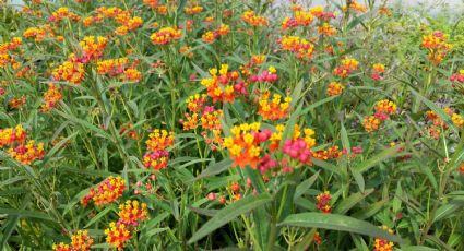 Atrayendo la magia de las mariposas monarca: descubre la asclepias curassavica en tu jardín