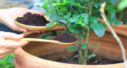 Verás como tus plantas reviven en dos días: el abono validado por jardineros que puedes hacer en casa