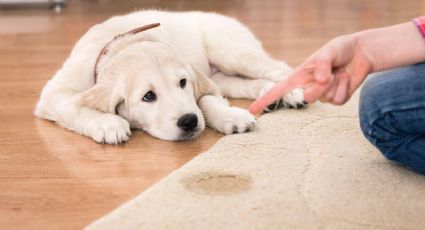 Truco de limpieza casero y rápido para eliminar definitivamente el olor a pis de tus mascotas