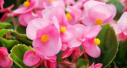 Haz que tus begonias estallen en color con el secreto de los jardineros: floración todo el año