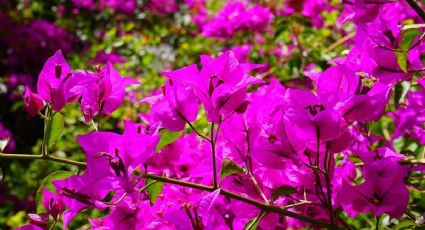 El truco para ocultar paredes en malas condiciones: decora con las plantas trepadoras más vistosas