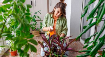 Las abuelas lo usaban para desinfectar los baños, los jardineros para las plantas: un ingrediente barato