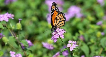 Así de fácil puedes reciclar una lámpara anticuada en un bebedero para mariposas