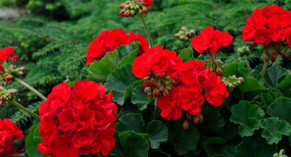 La planta con flores favorita de los jardineros para ahuyentar los mosquitos durante el verano