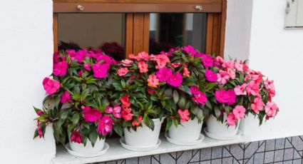 Para que tengas el jardín lleno de flores todo el año: la planta que necesita pocos cuidados y alegra el hogar