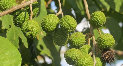 Conoce la milagrosa planta mexicana que combate los problemas gastrointestinales