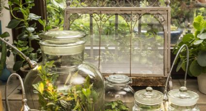 Con botellas de vidrio y tela mosquitera, crea unas hidrojardineras para tener en casa hierbas aromáticas