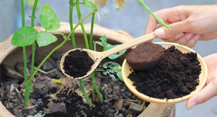 La última revisión de los expertos en jardinería sobre la borra del café: ¿Sí o no para las plantas?