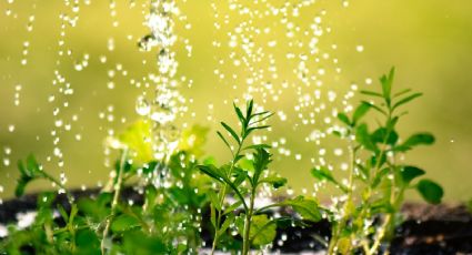 Aprovecha la temporada de lluvia para llenar tu jardín: las plantas que recomiendan los jardineros