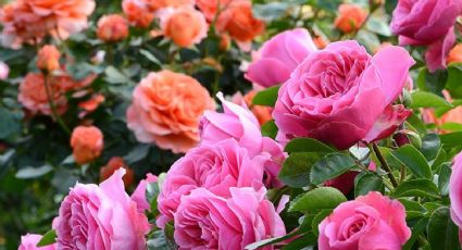 Cuidado con tus rosales: 8 plantas que los jardineros recomiendan tener lejos de las rosas