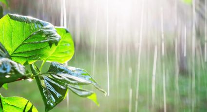 Que tus plantas no se ahoguen en la lluvia: guía de profesionales para proteger plantas