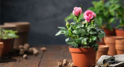 Guía minimalista de los jardineros para elegir las macetas perfectas: tus plantas te lo agradecerán