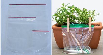 No tires las bolsas Ziploc que has usado muchas veces: haz un simple autorriego para tus plantas