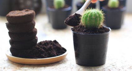 El secreto del café: consejos prácticos para aprovechar al máximo los residuos en el jardín