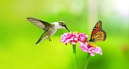 El juego de las alas: cultiva estas plantas y disfruta de colibríes y mariposas en tu jardín