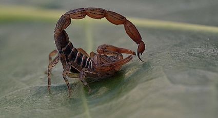 El secreto natural para combatir los alacranes en casa: conoce la planta que los alejará