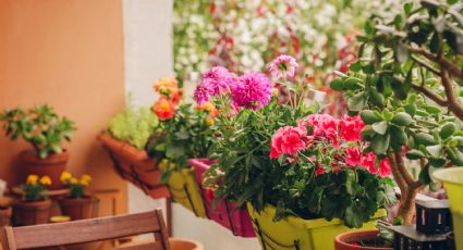 Develando el arte de la floración: consejos prácticos para potenciar el esplendor de tus plantas