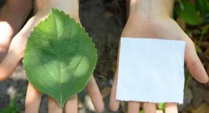 Una tendencia para los más atrevidos: esta planta podría sustituir sin problemas al papel higiénico