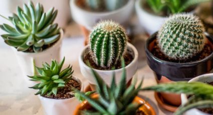 Guía definitiva para cuidar correctamente tus cactus: riego y cuidados según su tipo